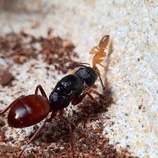 Camponotus CA02