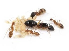 Camponotus Irritans