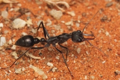 Myrmecia Pyriformis