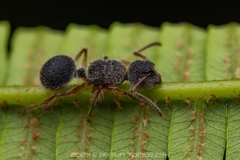 Echinopla cherapunjiensis
