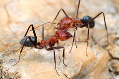 Iridomyrmex Purpureus (Meat Ant)
