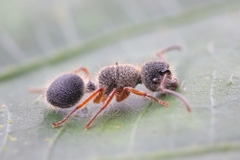 Echinopla cherapunjiensis