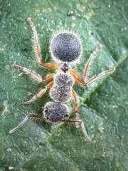 Echinopla cherapunjiensis