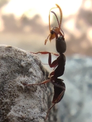Mesoponera melanaria