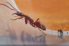 Mesoponera melanaria