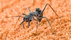 Myrmecia Pyriformis