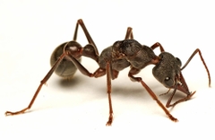 Myrmecia Pyriformis