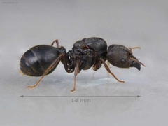 Pheidole noda