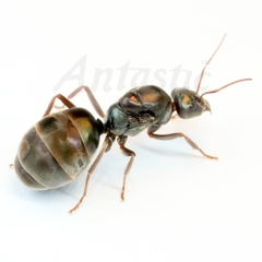 Iridomyrmex Purpureus (Meat Ant)