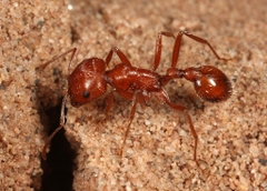 Pogonomyrmex Californicus