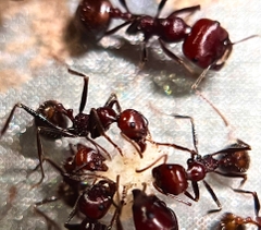 Messor cephalotes
