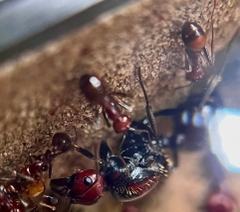 Messor cephalotes