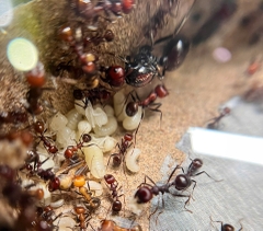 Messor cephalotes