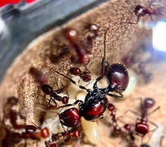 Messor cephalotes