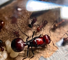 Messor cephalotes