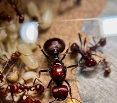Messor cephalotes