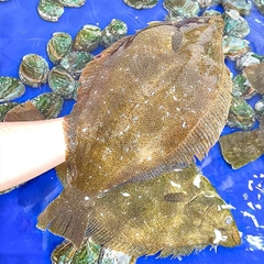Cá Bơn Nâu Tươi Sống Hàn Quốc Làm Sashimi, Chiên, Nướng 1kg