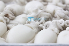 Mực nút Đông lạnh