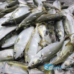 Cá bạc má fillet