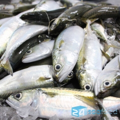 Cá bạc má fillet