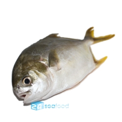 Cá chim vàng anh