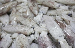 Mực ống Đông lạnh Size Nhỏ