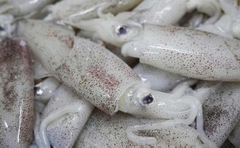 Mực ống Đông lạnh Size Nhỏ