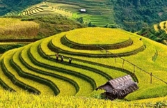 Đồi Mâm Xôi - Mù Cang Chải