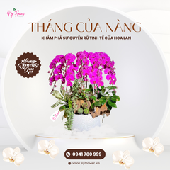 Lan Hồ Điệp - Chậu Trung