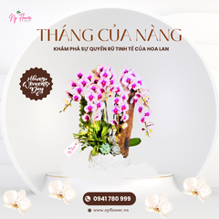Lan Hồ Điệp - Chậu Trung