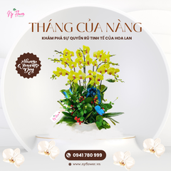 Lan Hồ Điệp - Chậu Trung