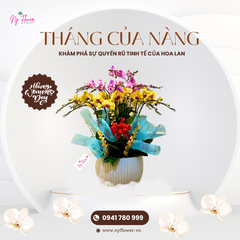 Lan Hồ Điệp - Chậu Trung
