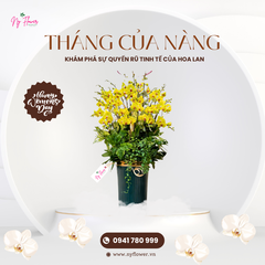 Lan Hồ Điệp - Chậu Trung