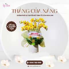 Lan Hồ Điệp - Chậu Trung