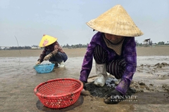 Dân nơi này ở Nghệ An nuôi loài hải sản gì mà không cần cho ăn, khều đều tay, có từng nào cũng bán hết ngay