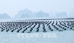 Kinh tế biển Quảng Ninh - Bài 2: Hiện đại hóa nghề nuôi biển