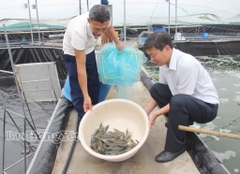 Xã Đông Thái Ninh: Phát triển thủy sản theo hướng bền vững