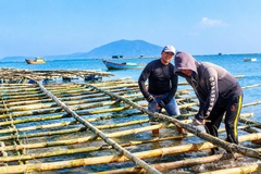 Hỗ trợ chuyển đổi lồng bè nuôi biển bằng vật liệu truyền thống sang vật liệu mới