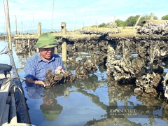Thả hàng vạn sợi dây trên sông Rào Cái cho con hàu bám vào, nông dân Hà Tĩnh thu hàng trăm triệu đồng/vụ