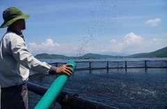 Khánh Hòa: Thúc đẩy ứng dụng khoa học công nghệ, phát triển nuôi biển công nghiệp với cá chim vây vàng