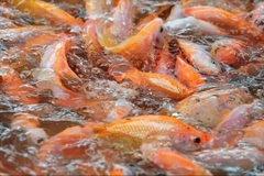 Đà Nẵng hỗ trợ nuôi cá diêu hồng lồng bè, tạo sinh kế từ lòng hồ Sông Tranh 2