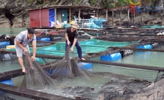 Phát triển kinh tế biển gắn với du lịch trải nghiệm trên vịnh Bái Tử Long