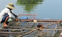 Khấm khá nhờ nuôi cá lồng