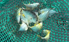 Cá bè vẫu mở hi vọng mới cho người nuôi cá lồng bè Lý Sơn
