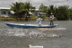 Tập đoàn Hà Lan đề xuất nuôi cá tra trong nước nhiễm mặn