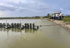 Nuôi cá rô phi thương phẩm - Hướng đi mới ở các xã ven biển Cà Mau