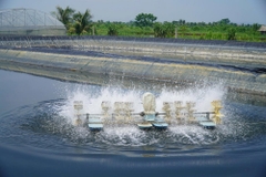 Phát triển nuôi tôm công nghệ cao, nâng giá trị thủy sản