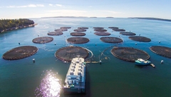 Phát triển mô hình thủy sản công nghệ cao ở các xã ven biển