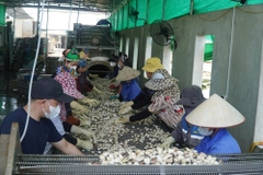 Nuôi ngao ứng dụng khoa học kỹ thuật, hướng tới phát triển bền vững