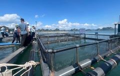 Đổi mới công nghệ để phát triển nuôi biển bền vững tại Quảng Ninh